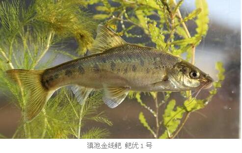 云南省第一个水产新品种滇池金线鲃鲃优1号获官方认定